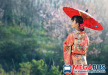 Kinh nghiệm du lịch Nhật Bản ngắm hoa anh đào cực mê