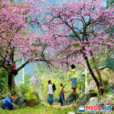 Lịch trình du lịch Mộc Châu 2 ngày 1 đêm