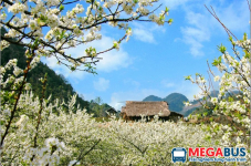 Xe giường nằm Thành Chung từ Hà Nội đi Mộc Châu | Đặt vé nhanh | 0936 904 987