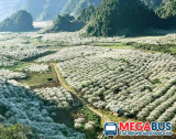 Thuê xe đi Mộc Châu thì đi xe gì?
